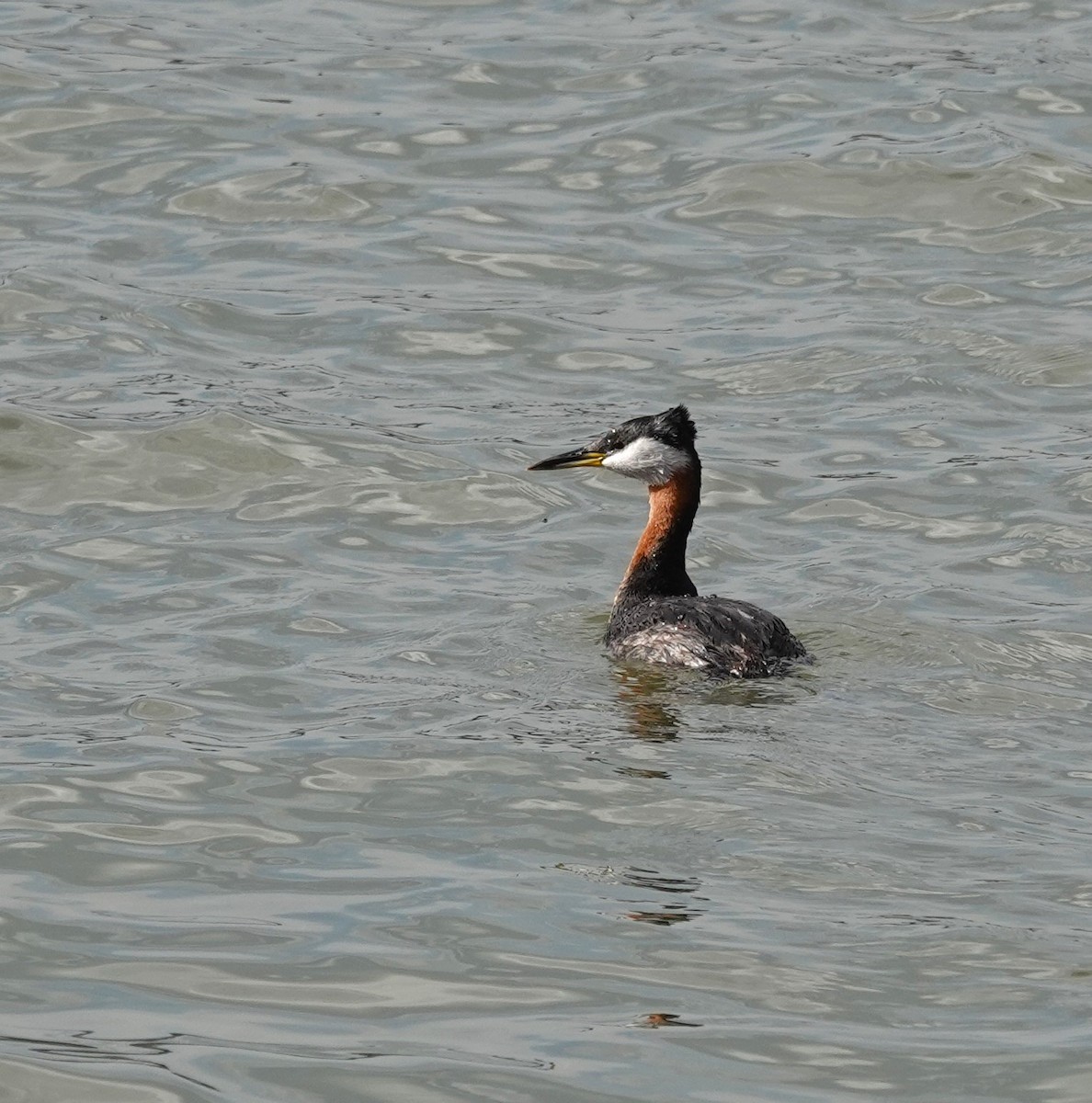 Red-necked Grebe - ML618866244