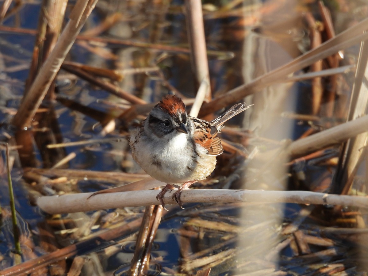 Swamp Sparrow - ML618866245