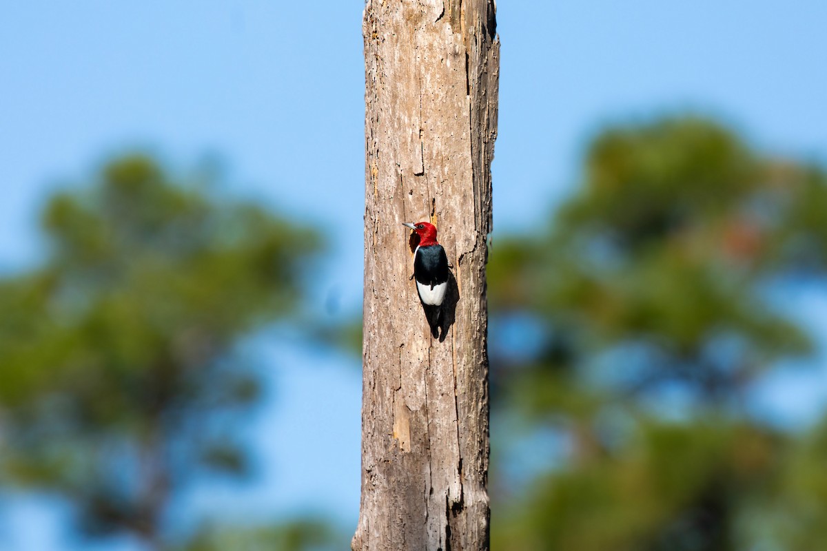 Red-headed Woodpecker - ML618866269