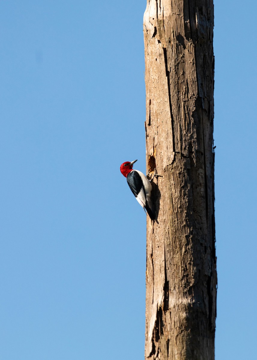 Red-headed Woodpecker - ML618866277