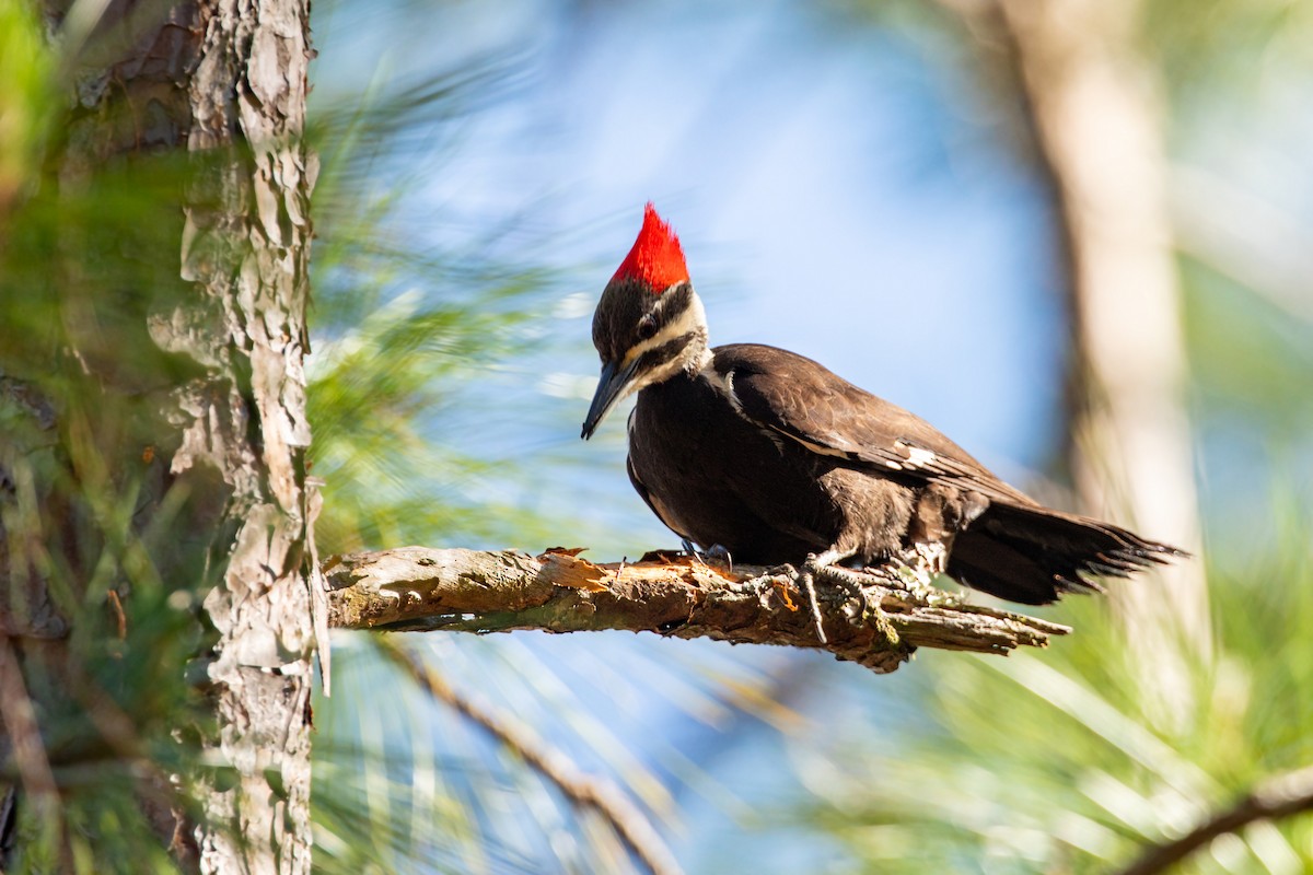Pileated Woodpecker - ML618866279