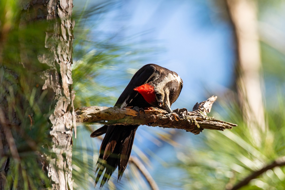 Pileated Woodpecker - William Clark
