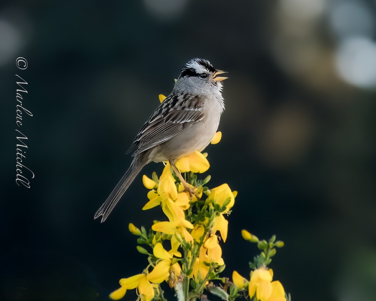 White-crowned Sparrow - marlene mitchell