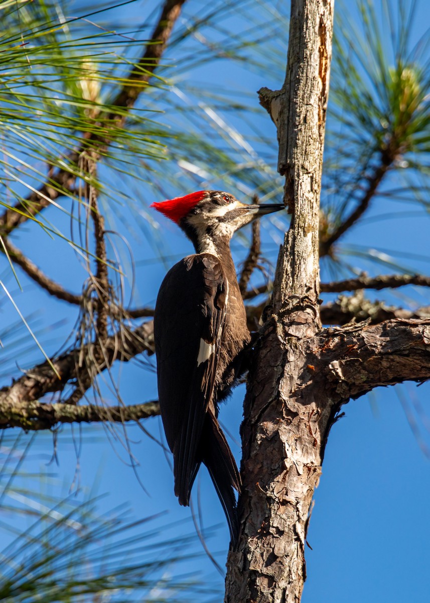 Pileated Woodpecker - ML618866303