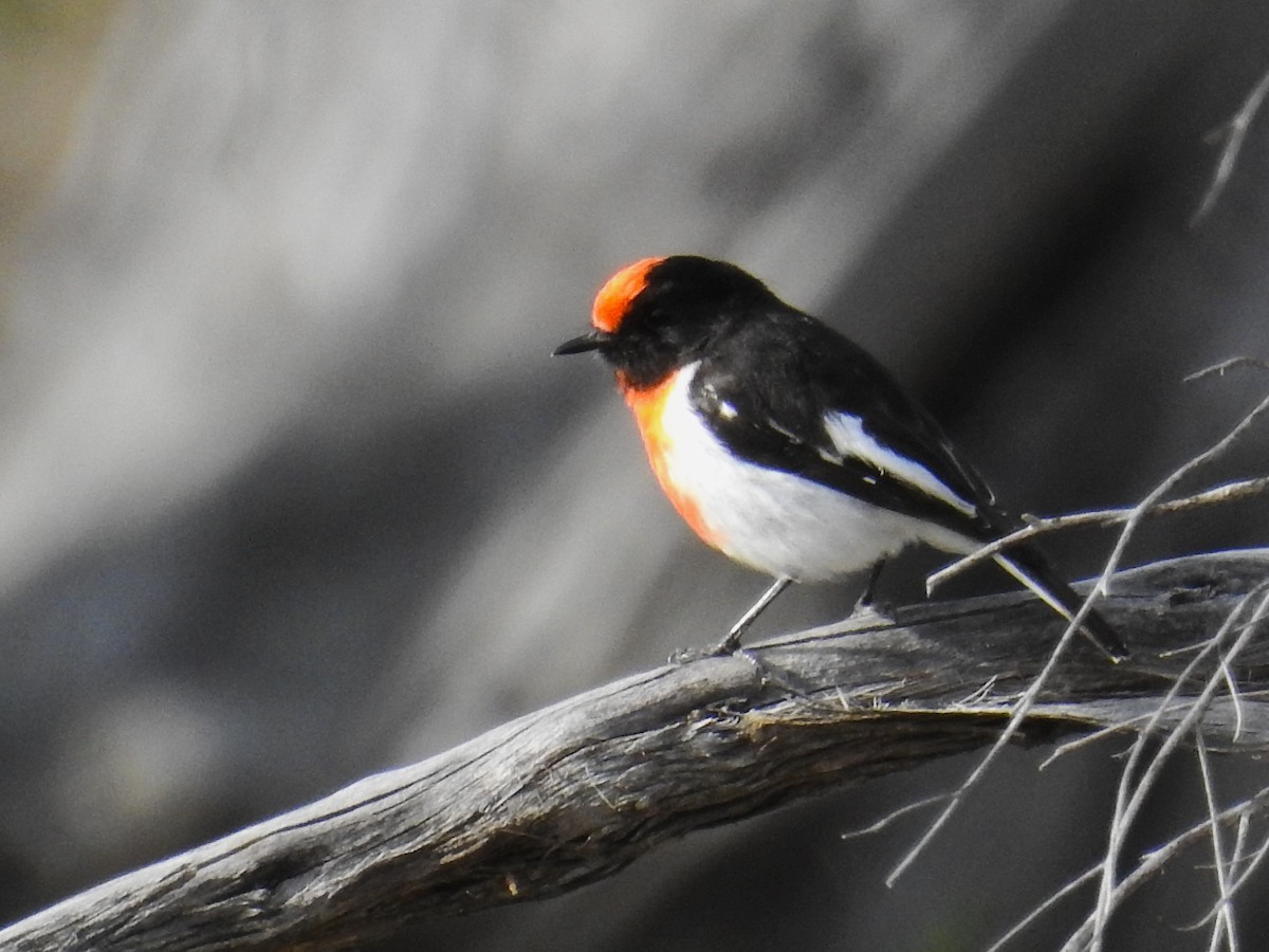 Red-capped Robin - ML618866308