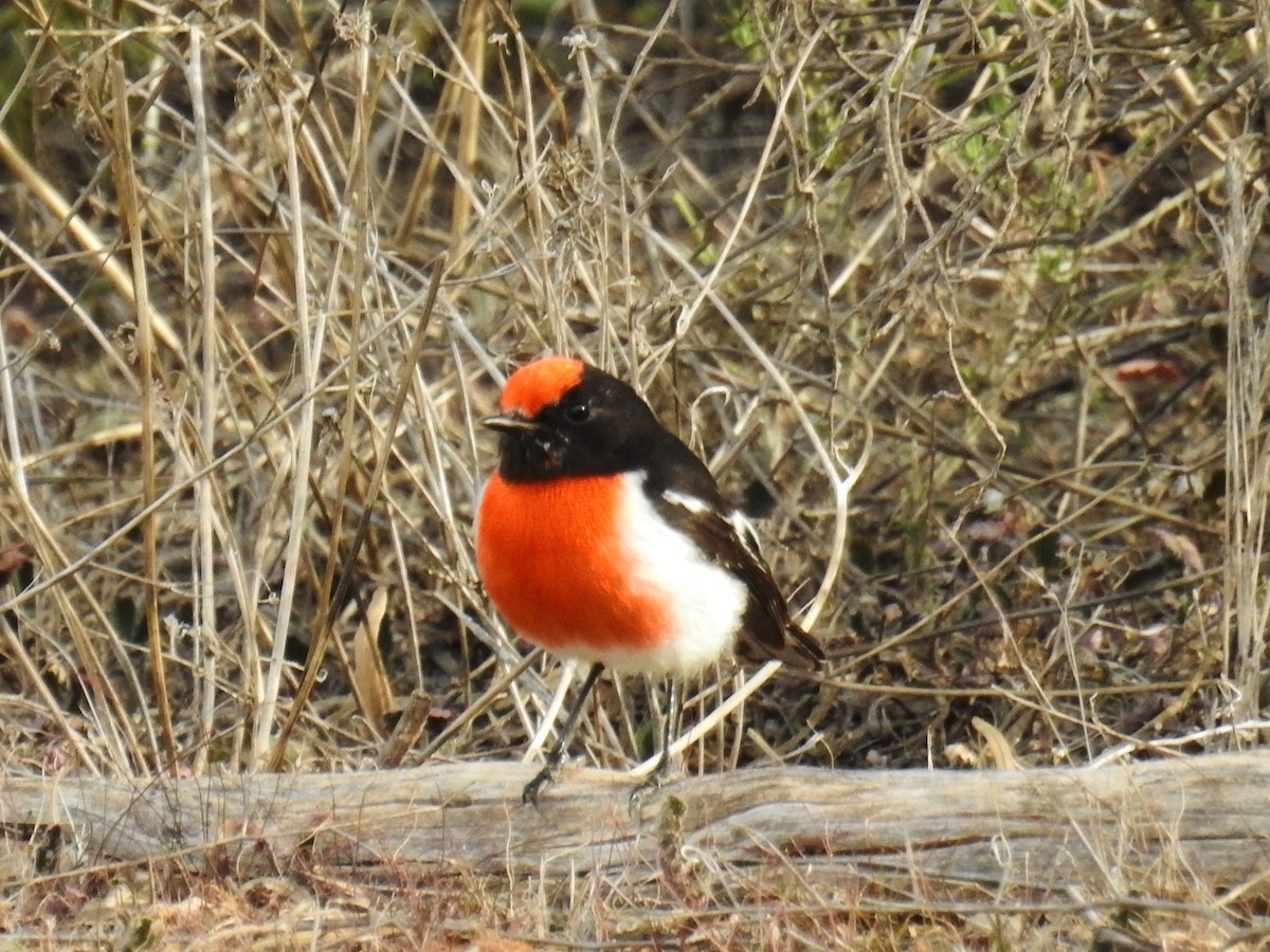 Red-capped Robin - ML618866316