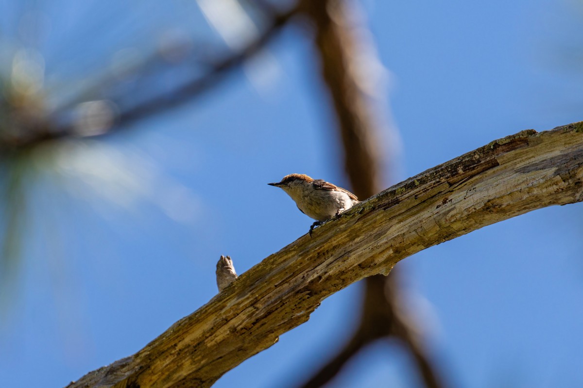 Brown-headed Nuthatch - ML618866334