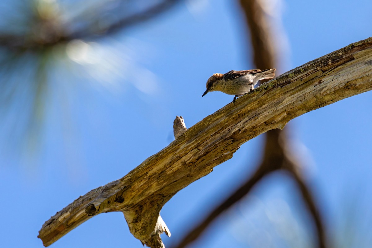 Brown-headed Nuthatch - ML618866337