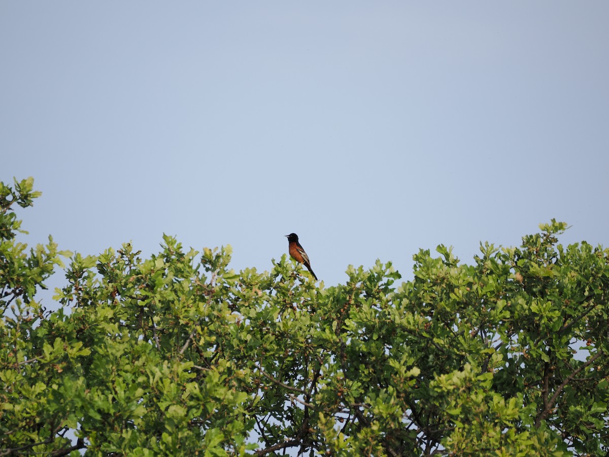 Orchard Oriole - ML618866340