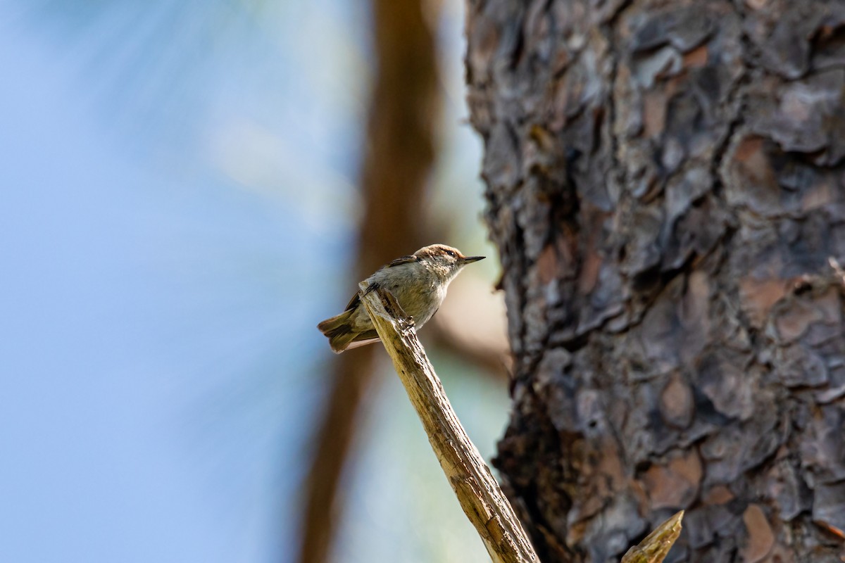 Brown-headed Nuthatch - ML618866346
