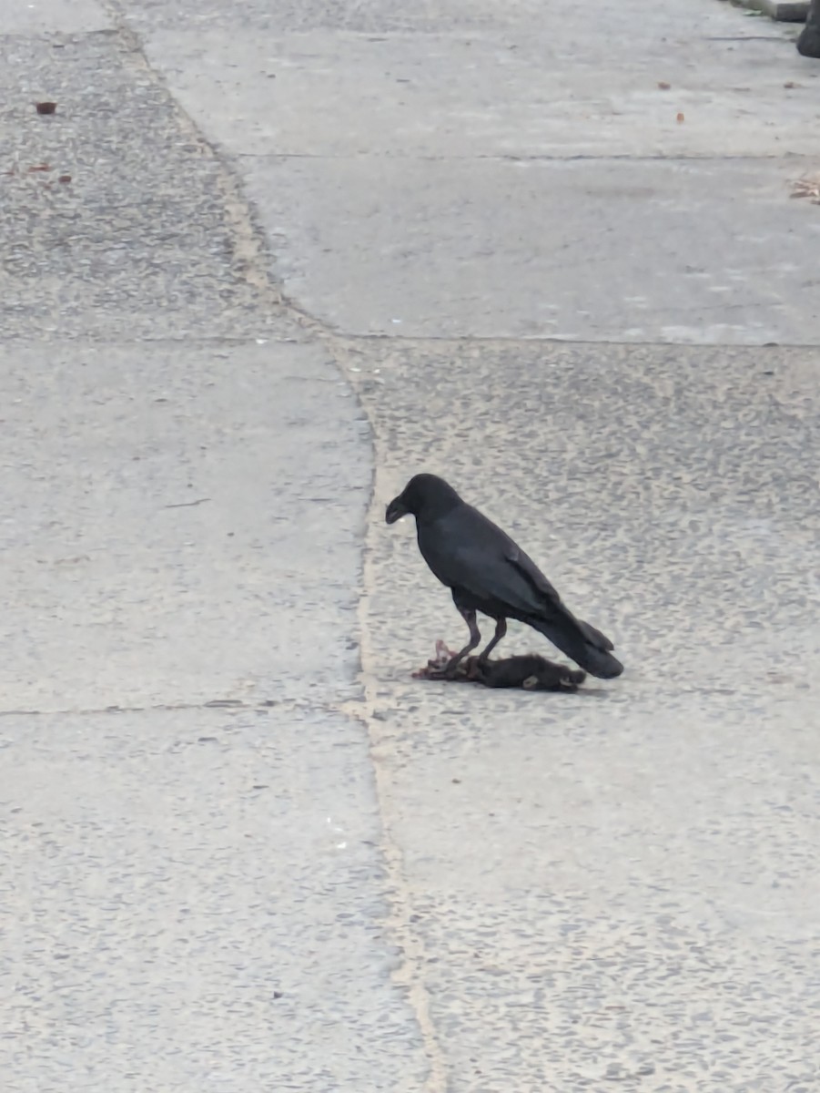 Large-billed Crow - ML618866350
