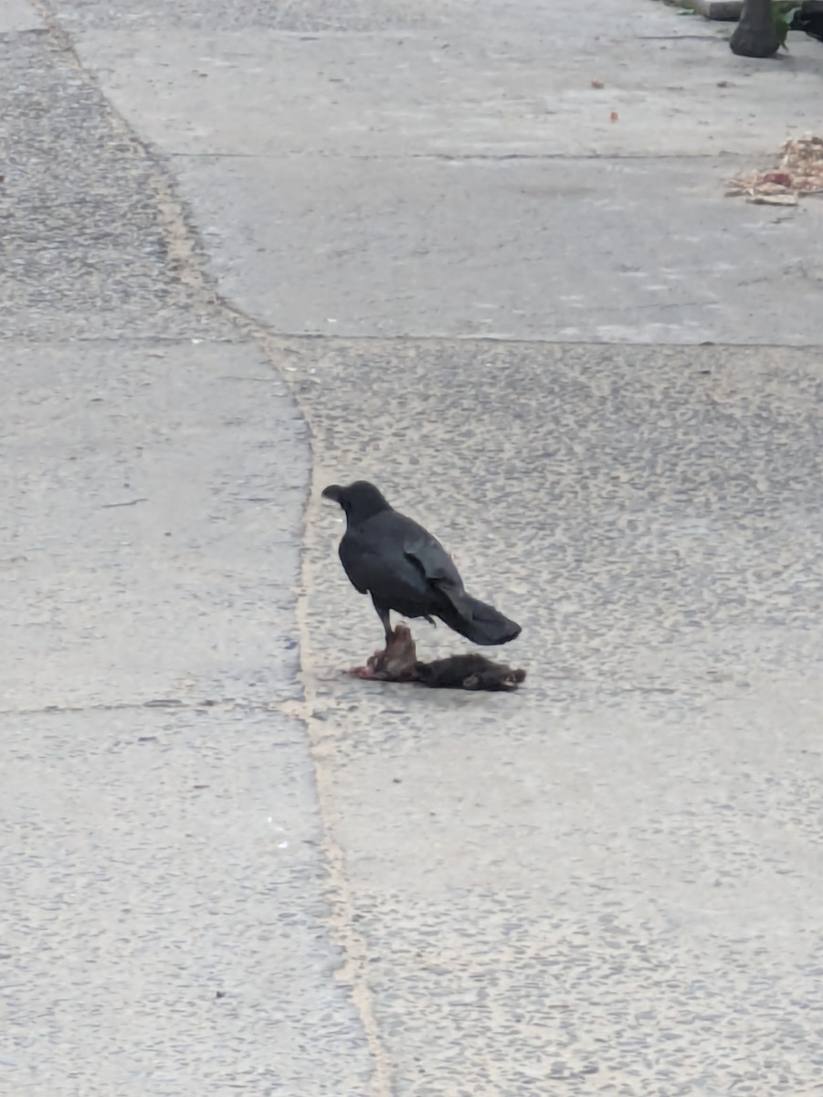 Large-billed Crow - Prasenjit Bhattacharjee