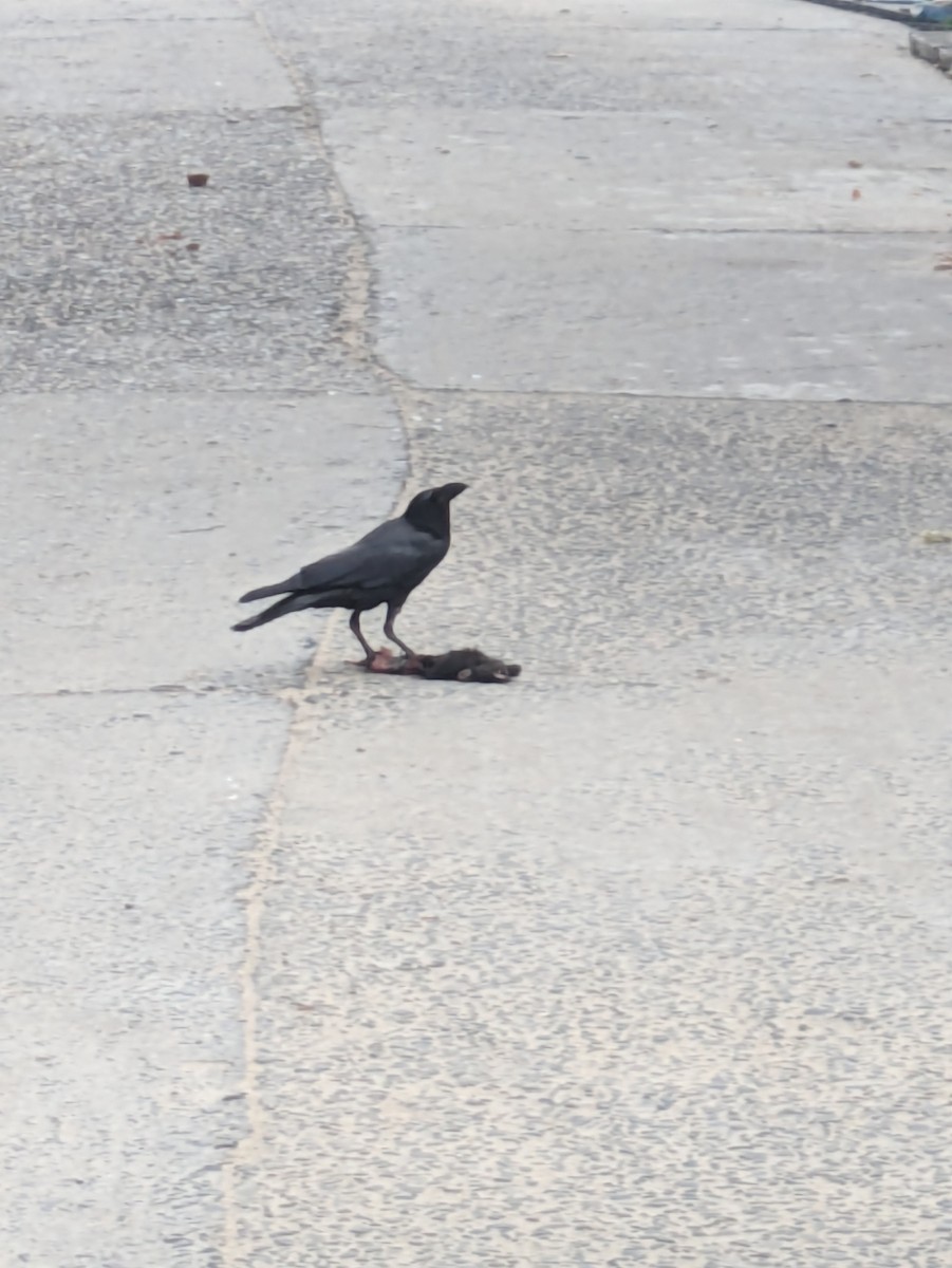 Large-billed Crow - ML618866353
