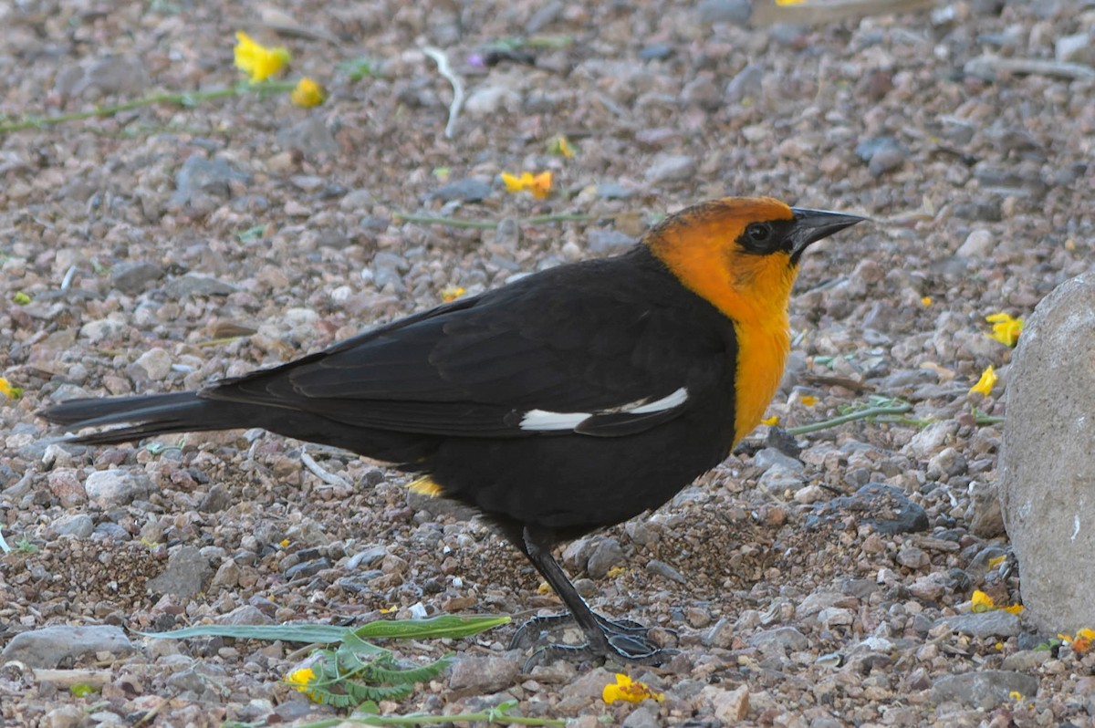 Yellow-headed Blackbird - ML618866425