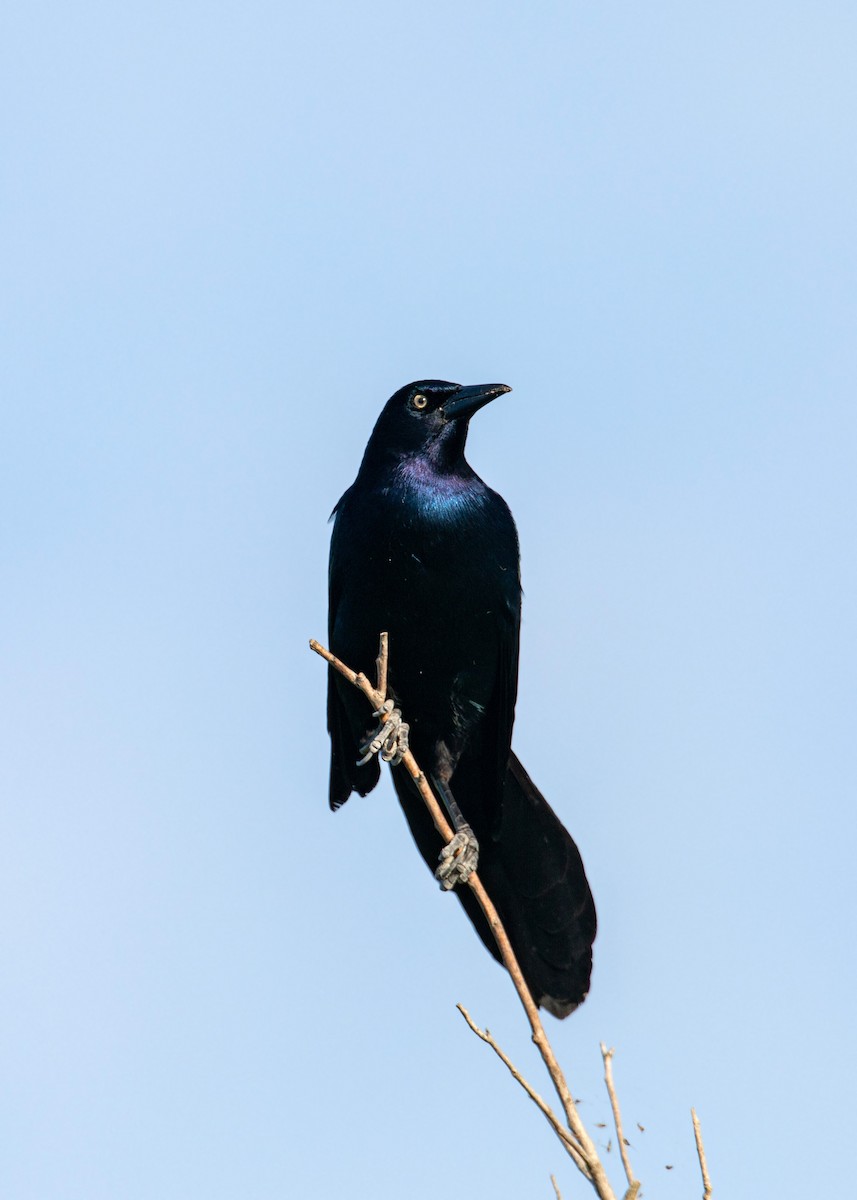 Boat-tailed Grackle - ML618866426