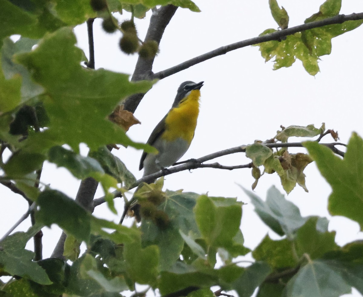 Yellow-breasted Chat - ML618866442
