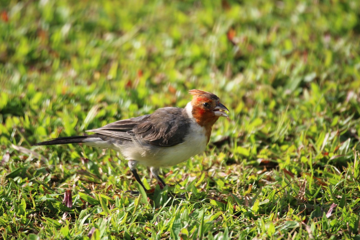 Red-crested Cardinal - Alexander Linton