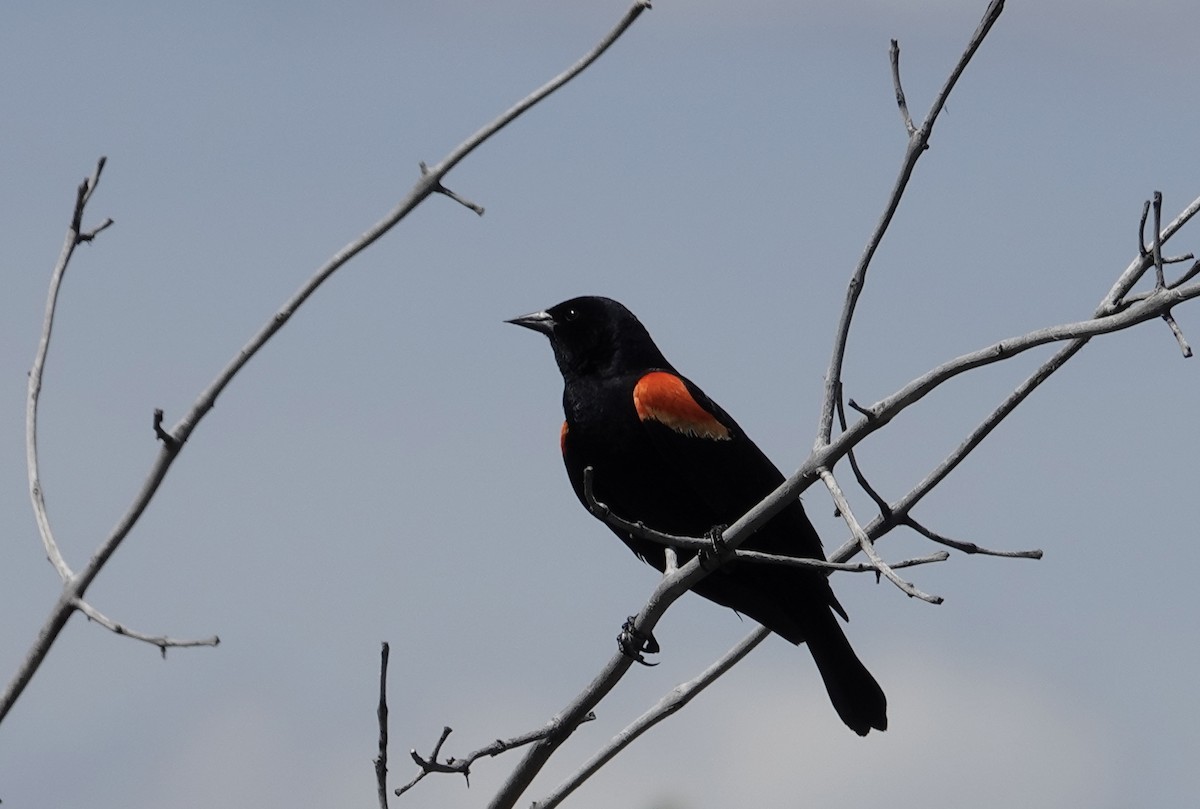 Red-winged Blackbird - William Snider