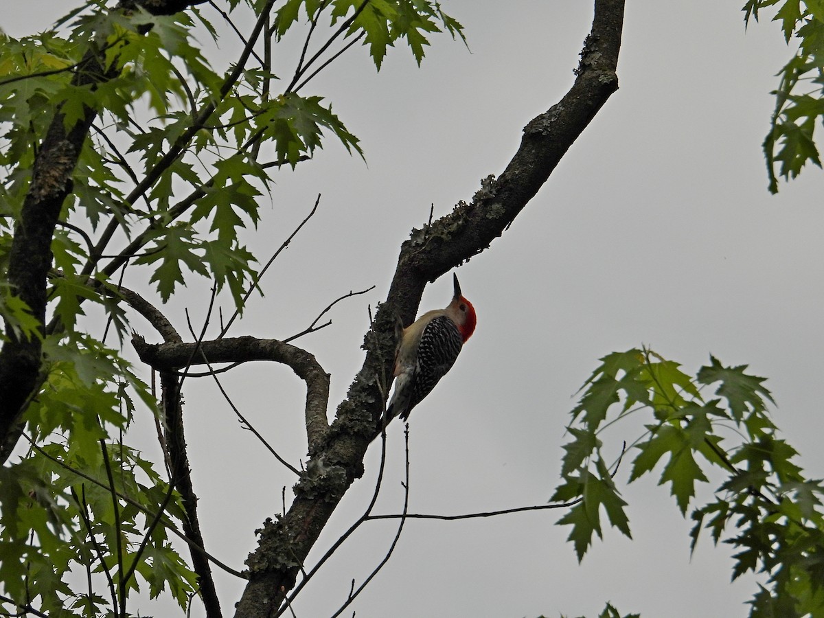 Red-bellied Woodpecker - ML618866487