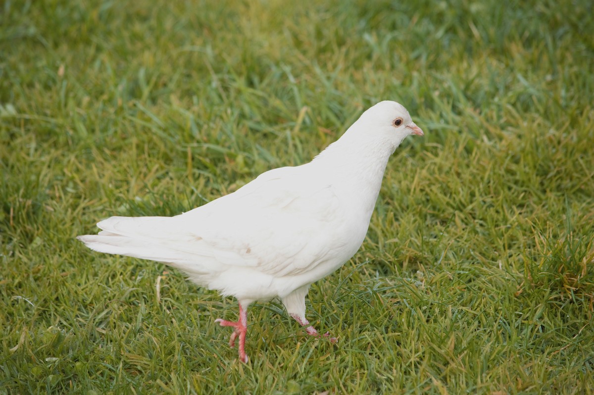 Сизый голубь (Одомашненного типа) - ML618866499