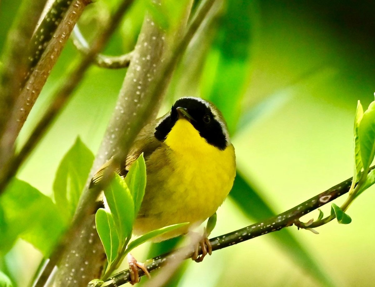 Common Yellowthroat - Yisi Lu