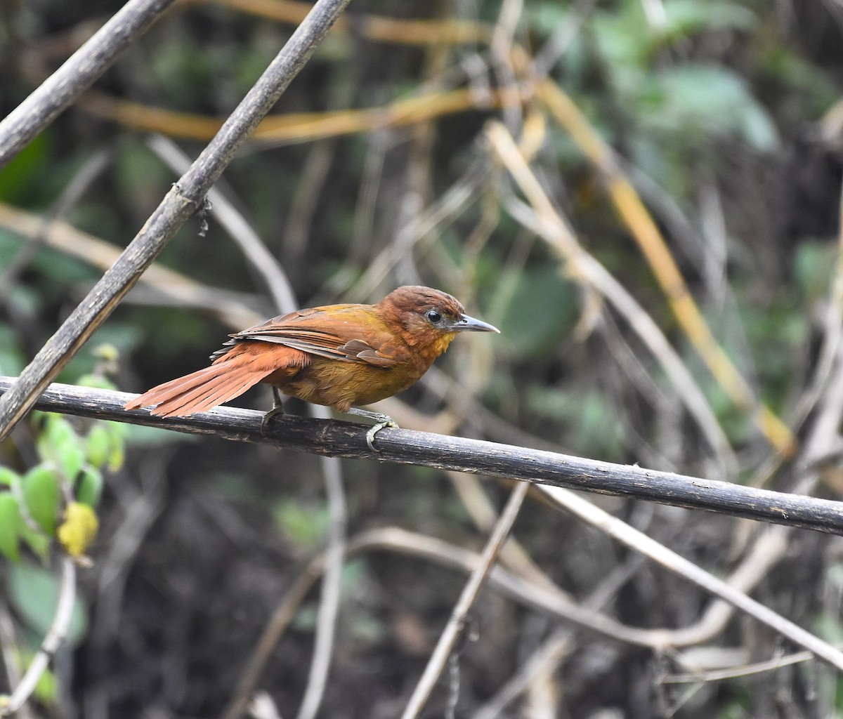 Ruddy Foliage-gleaner - Esteban Matías (birding guide) Sierra de los Cuchumatanes Huehuetenango esteban.matias@hotmail.com                             +502 53810540