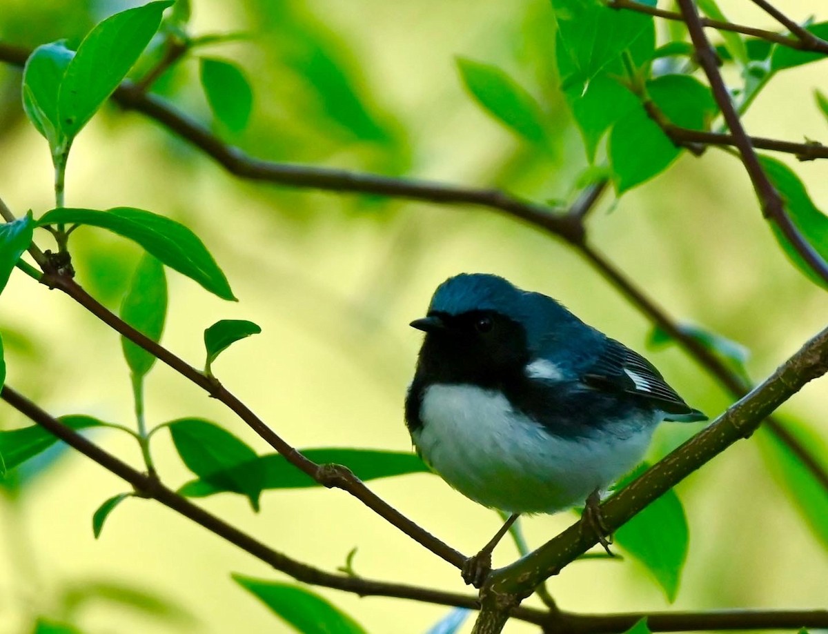 Black-throated Blue Warbler - Yisi Lu