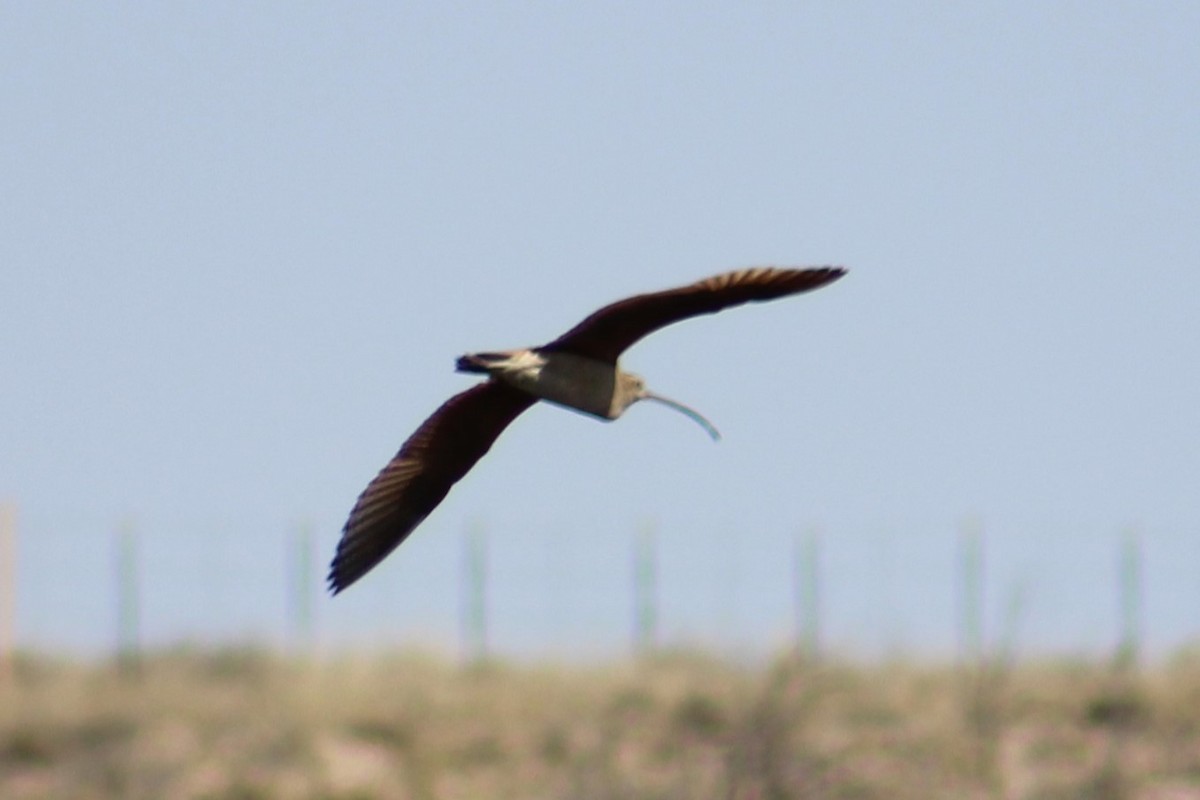 Long-billed Curlew - ML618866566