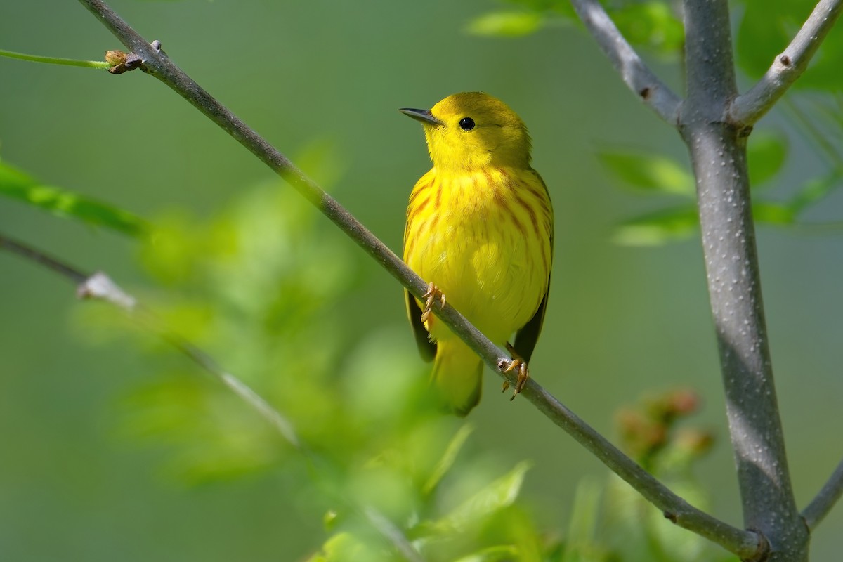 Yellow Warbler - David Le