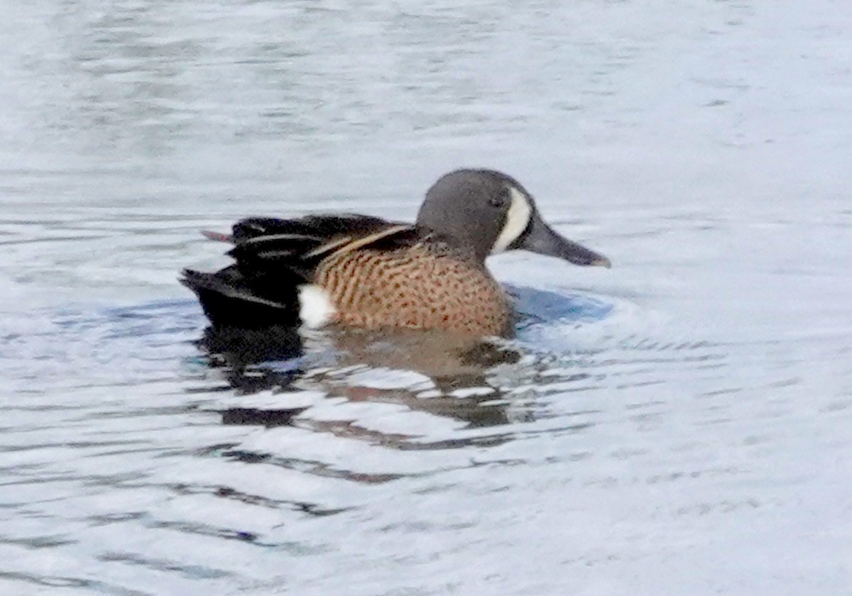 Blue-winged Teal - ML618866596
