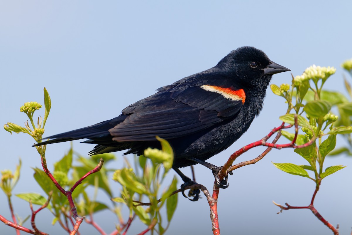Red-winged Blackbird - David Le
