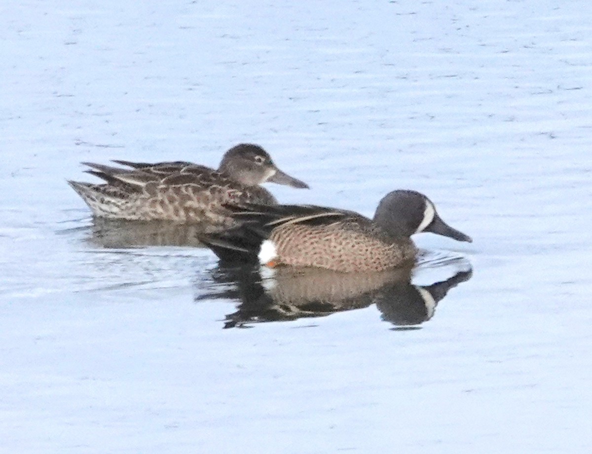 Blue-winged Teal - ML618866605