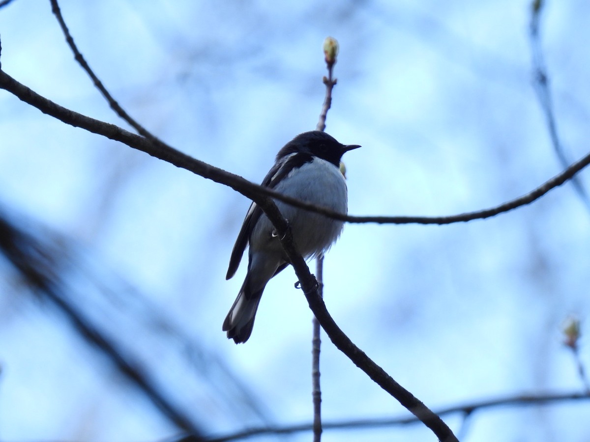 Black-throated Blue Warbler - ML618866683