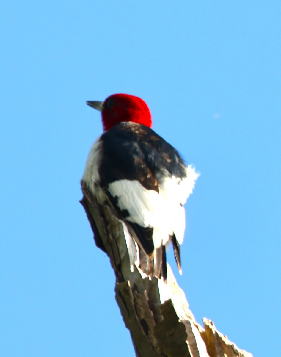 Red-headed Woodpecker - Alan Shapiro