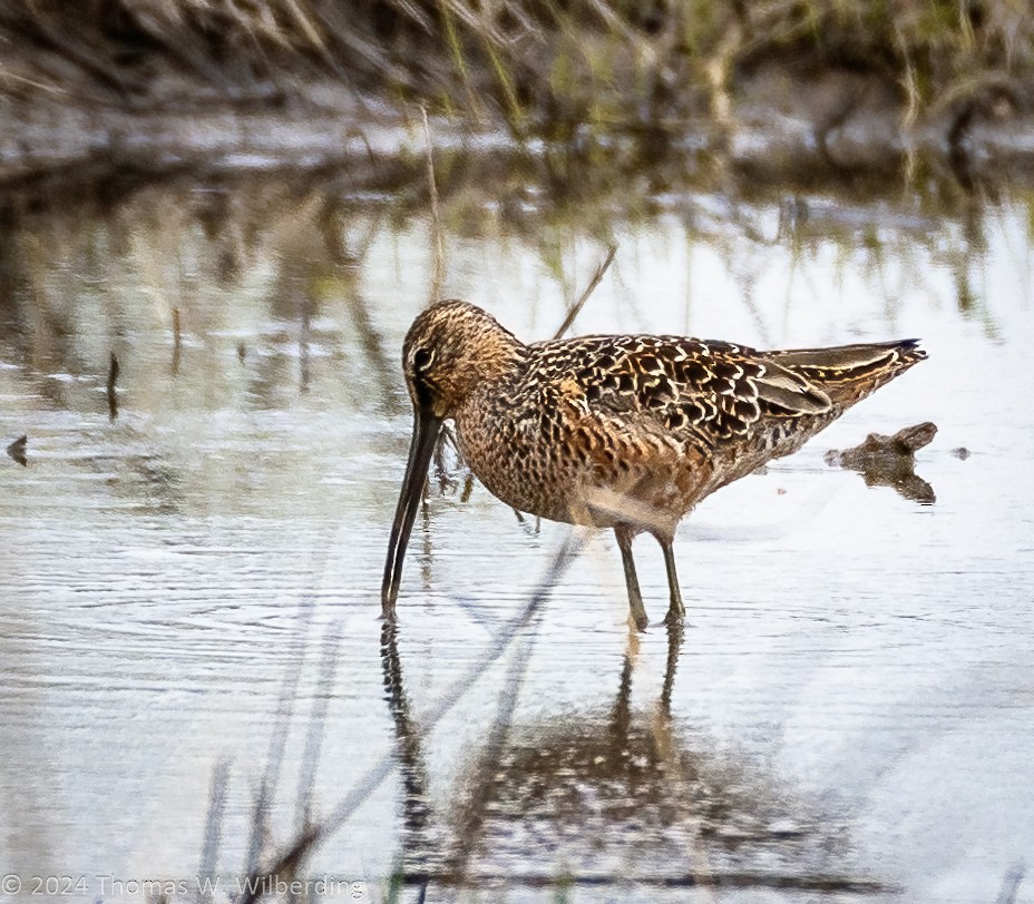 Long-billed Dowitcher - ML618866702