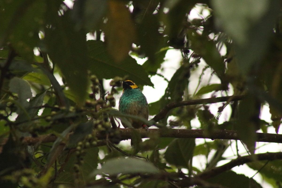 Saffron-crowned Tanager - ML618866716