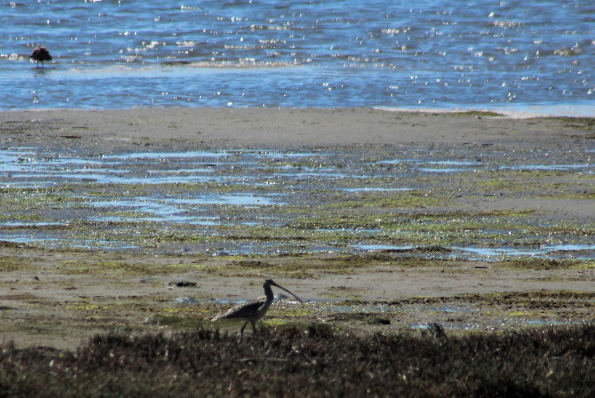 Long-billed Curlew - ML618866759