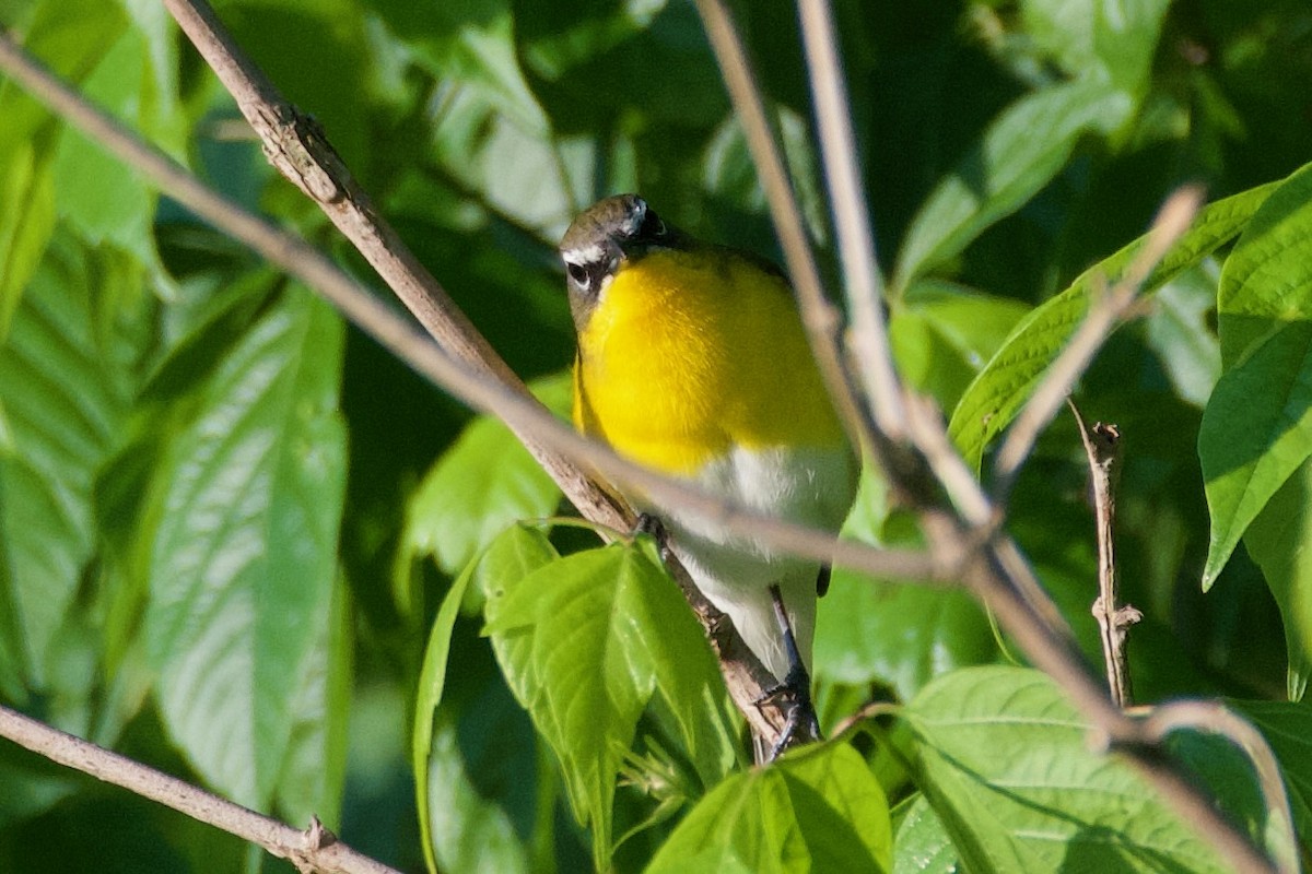 Yellow-breasted Chat - ML618866760