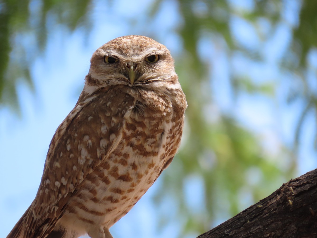 Burrowing Owl - ML618866784