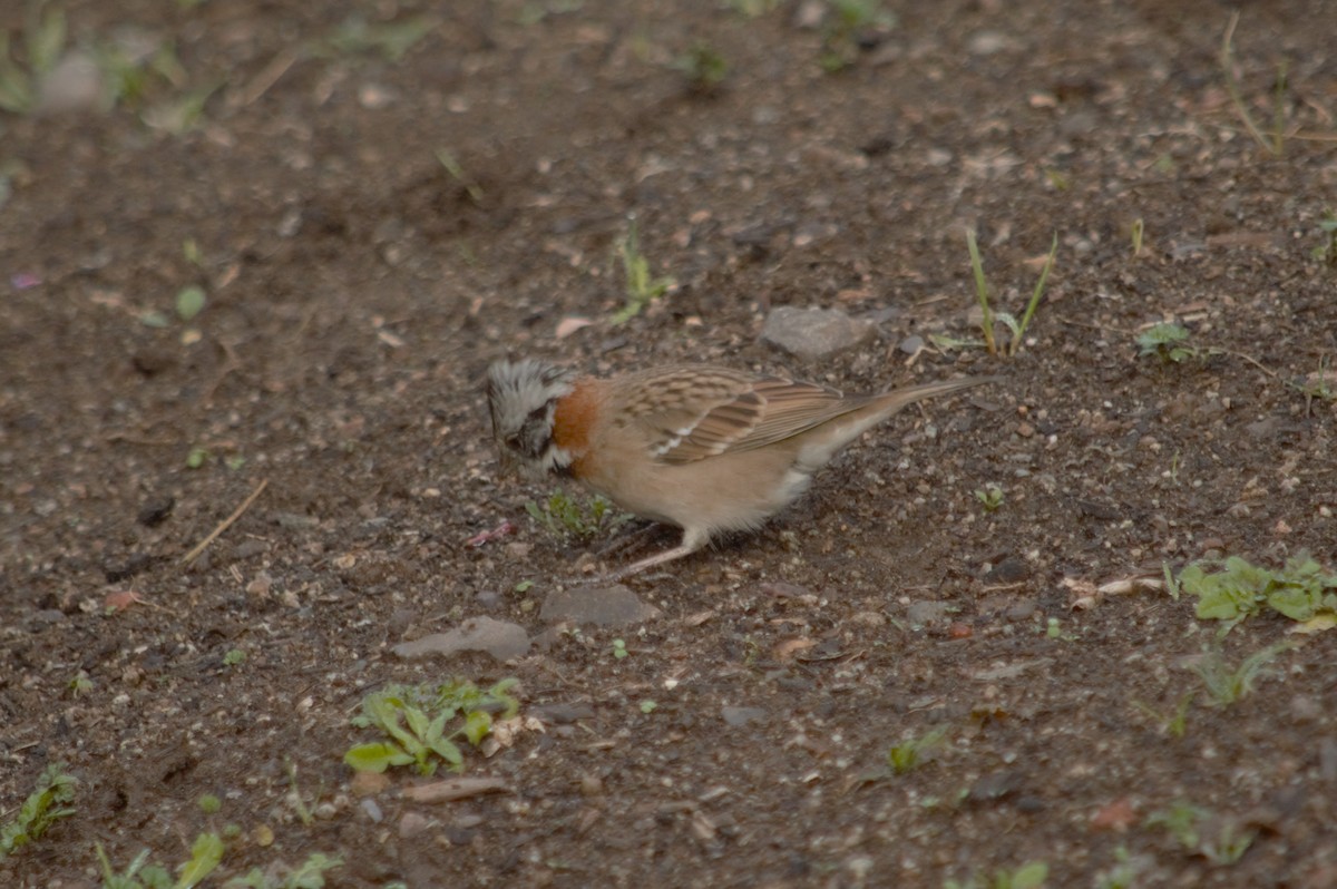 Rufous-collared Sparrow - ML618866803