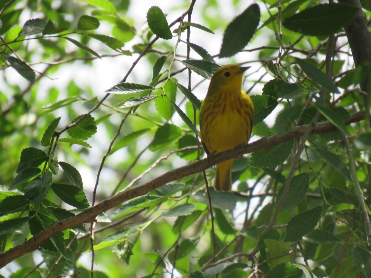 Yellow Warbler - Sandy Flokstra