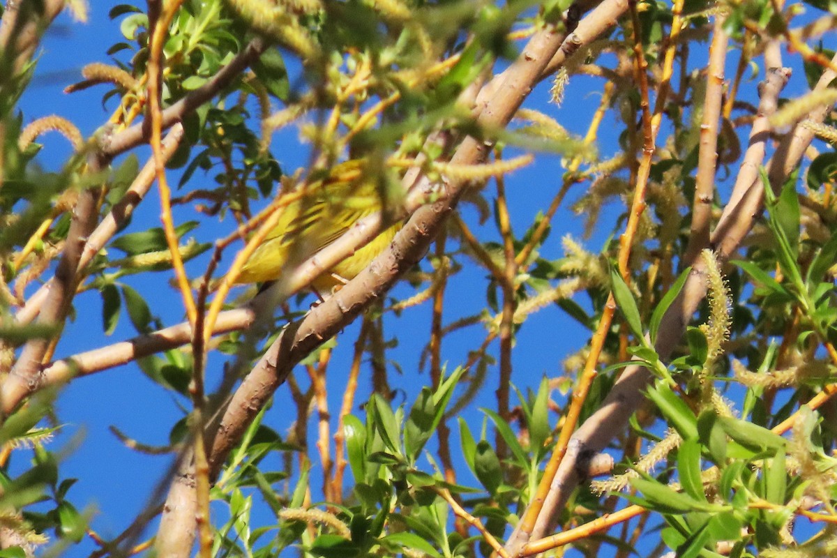 Yellow Warbler - Del Nelson