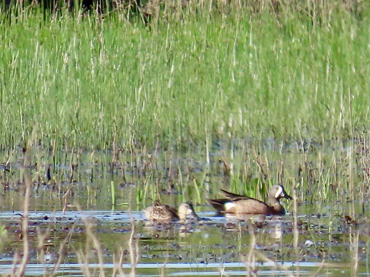 Blue-winged Teal - ML618866860