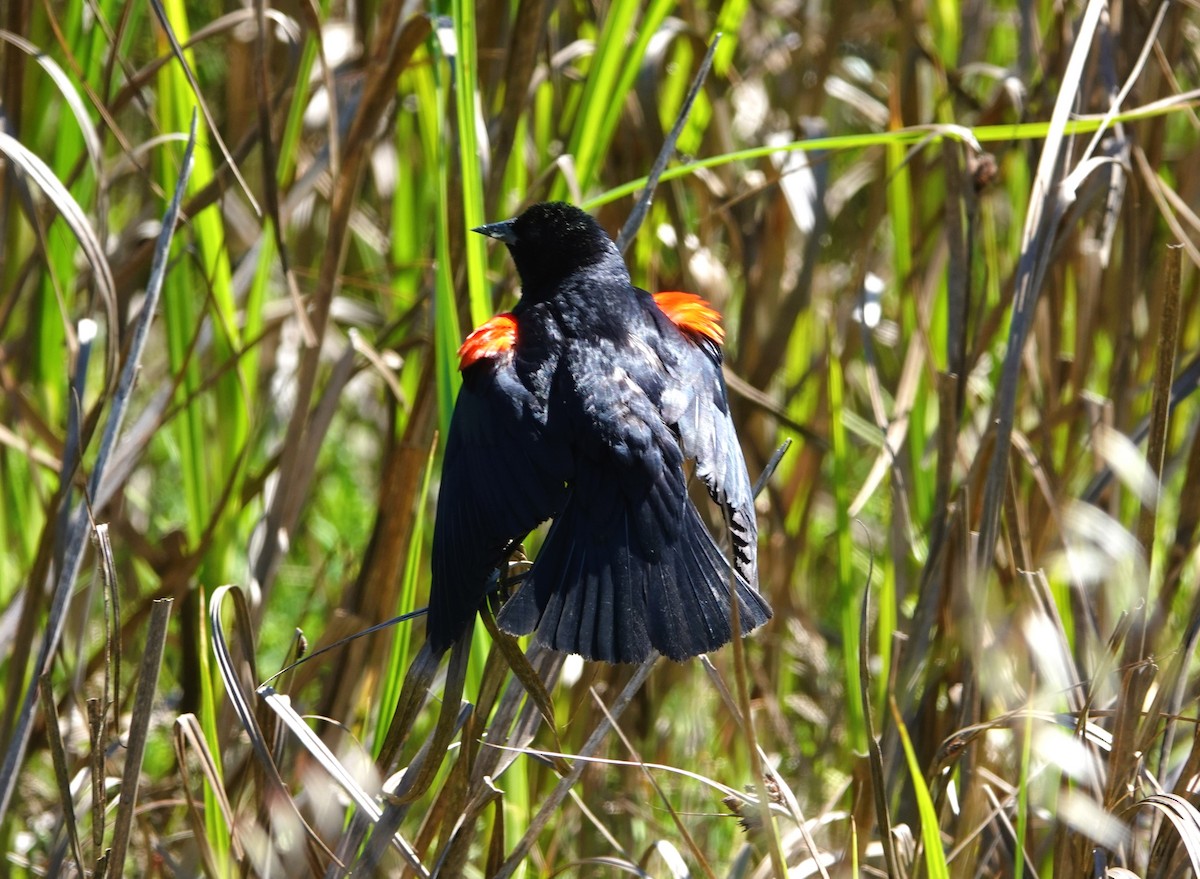 Red-winged Blackbird - ML618866874