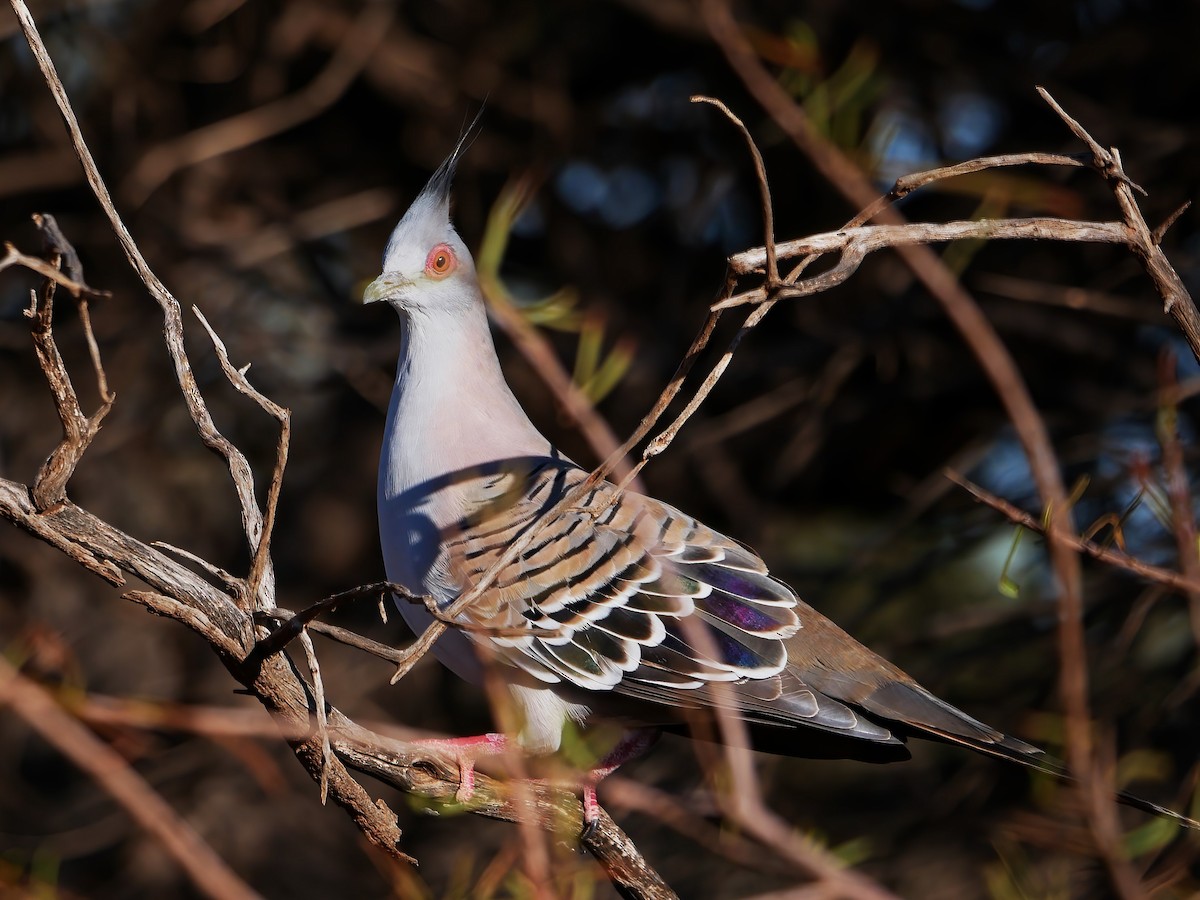Crested Pigeon - ML618866882