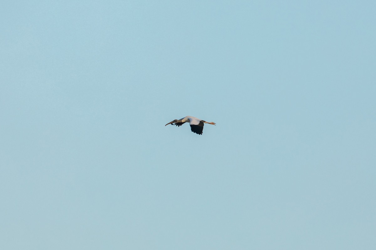 Wood Stork - William Clark