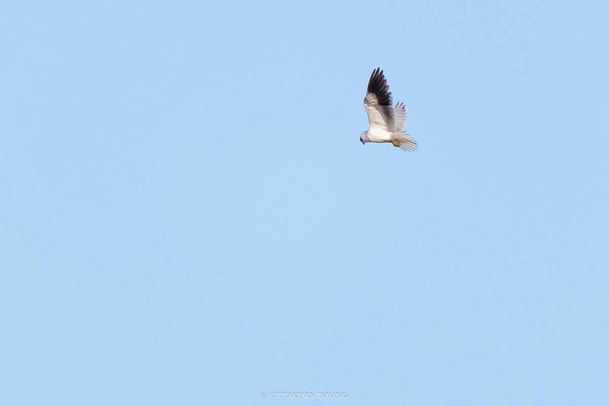 Black-winged Kite - Kittakorn Inpang