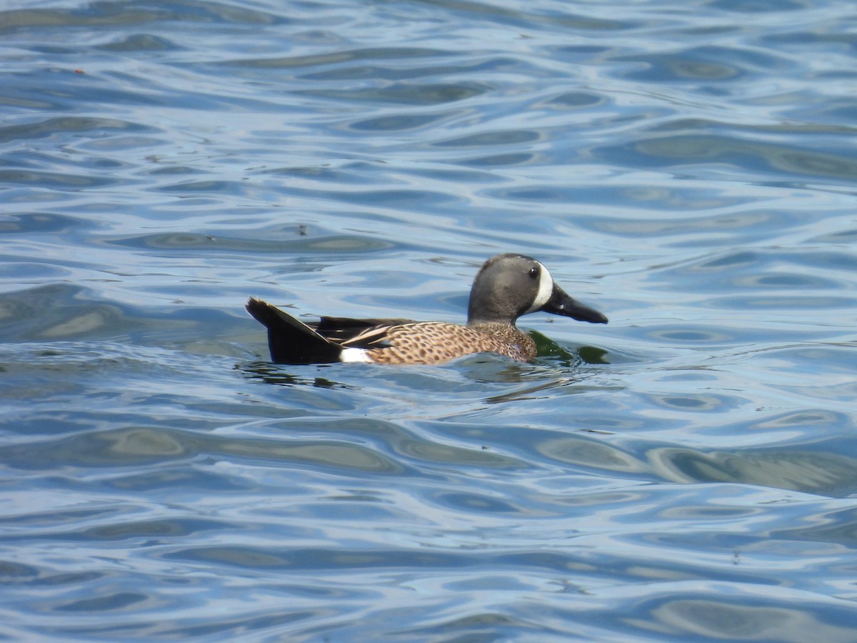 Blue-winged Teal - ML618866954