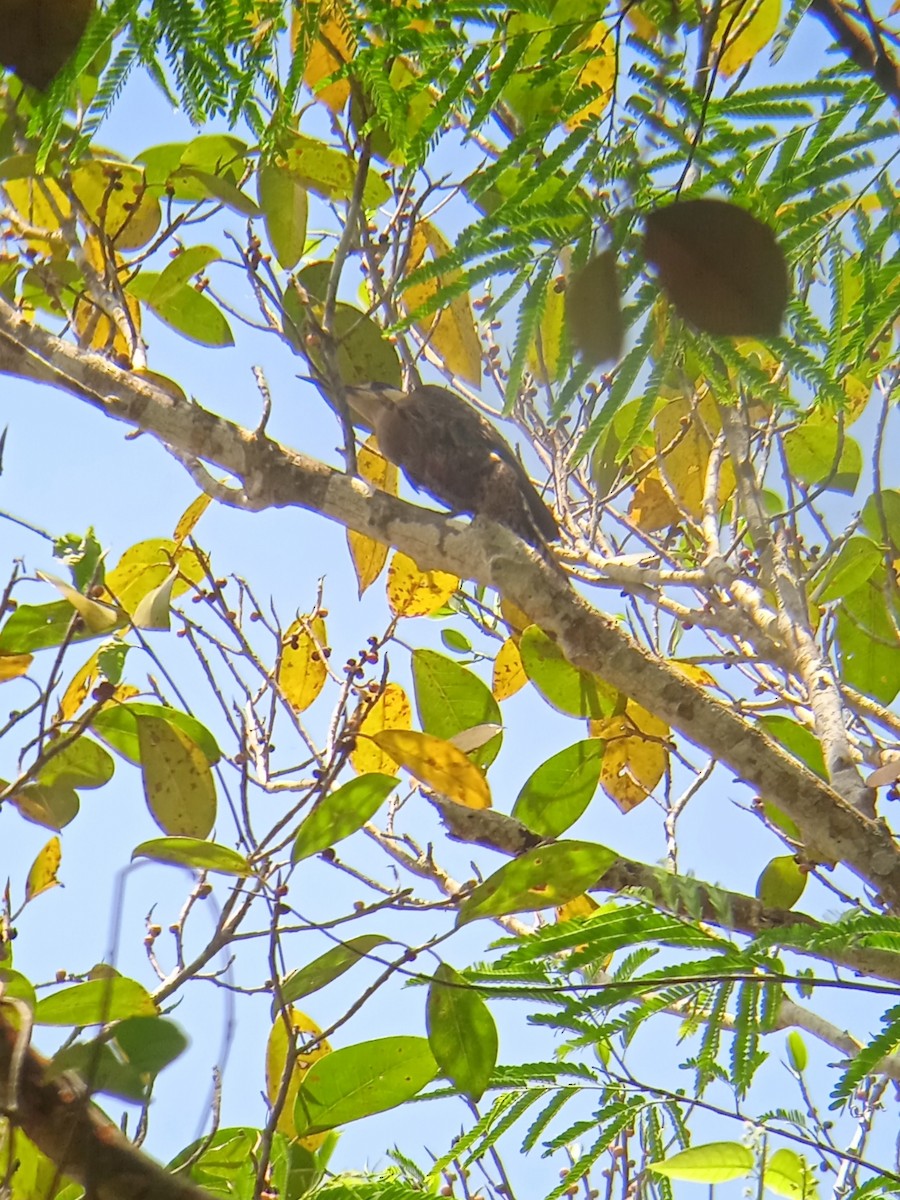 West Indian Woodpecker - ML618866965