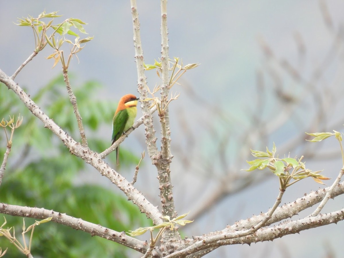 Chestnut-headed Bee-eater - Vidur Osuri